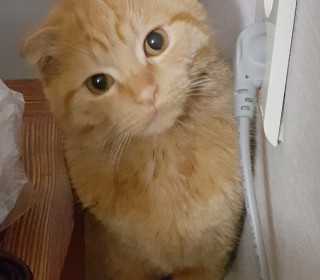 스코티쉬 폴드 무료분양