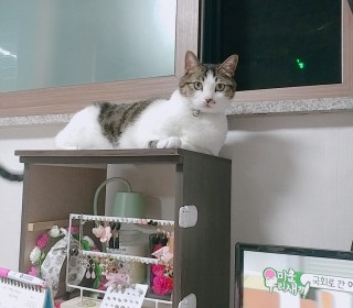 한국 고양이 무료분양