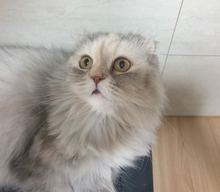 스코티쉬 폴드 무료분양