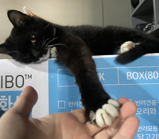 한국 고양이 무료분양