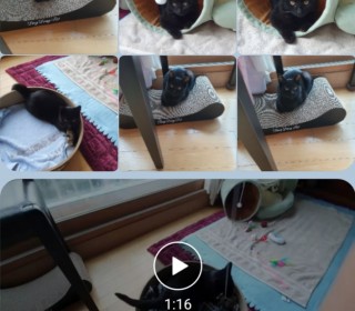 한국 고양이 무료분양