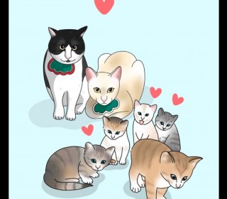 한국 고양이 무료분양