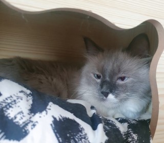 렉돌 무료분양