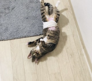 한국 고양이 무료분양