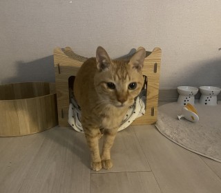 한국 고양이 무료분양