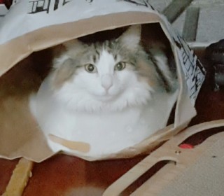 노르웨이숲 무료분양