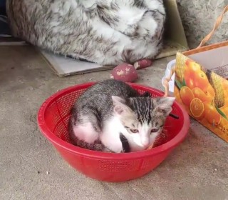 한국 고양이 무료분양