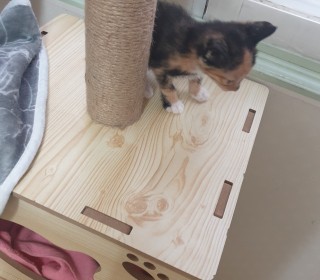 한국 고양이 무료분양