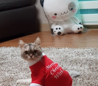 페르시안 무료분양