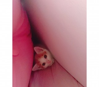 한국 고양이 무료분양
