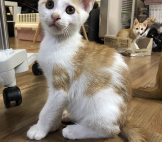 한국 고양이 무료분양