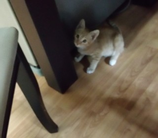 한국 고양이 무료분양