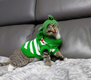 한국 고양이 무료분양