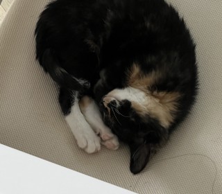 한국 고양이 무료분양