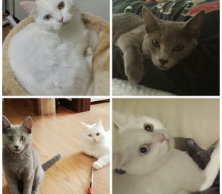 러시안 블루 무료분양