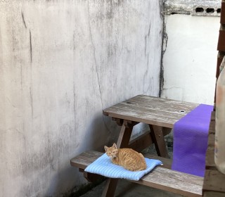 한국 고양이 무료분양