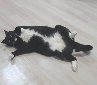 한국 고양이 무료분양