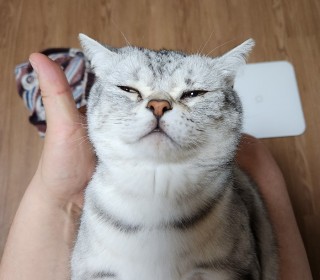 아메리칸 숏헤어 무료분양