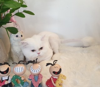 페르시안 무료분양