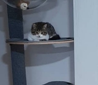 브리티쉬숏 무료분양