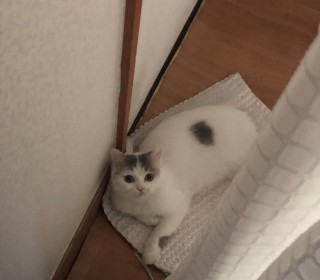 아메리칸 숏헤어 무료분양