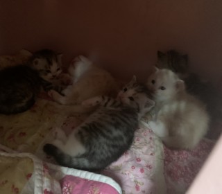 페르시안 무료분양