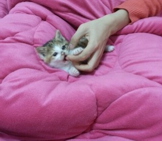 한국 고양이 무료분양
