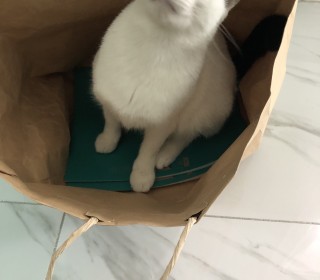 한국 고양이 무료분양