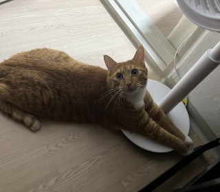 한국 고양이 무료분양