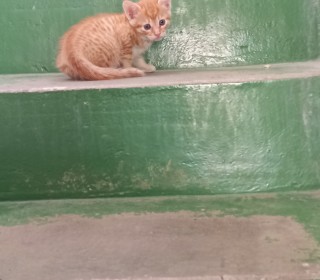 기타 무료분양