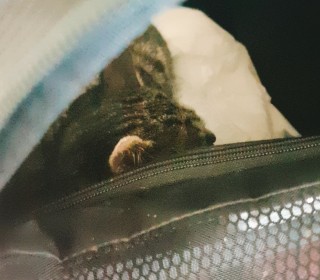 한국 고양이 무료분양