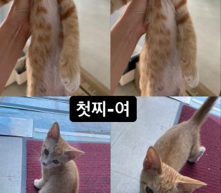한국 고양이 무료분양