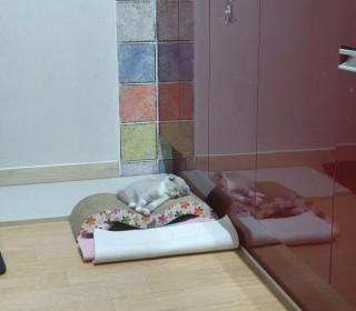 스코티쉬 폴드 무료분양