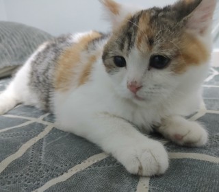 기타 무료분양