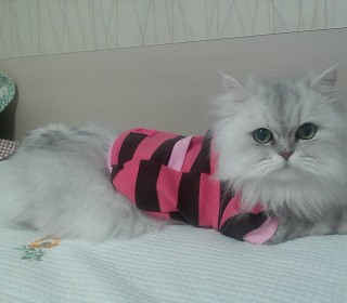 페르시안 무료분양
