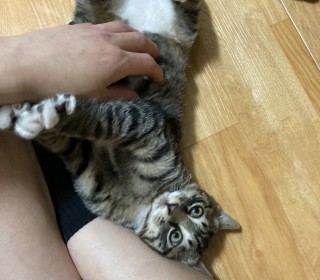 한국 고양이 무료분양