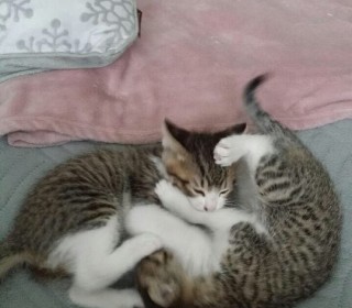 한국 고양이 무료분양