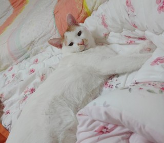 한국 고양이 무료분양