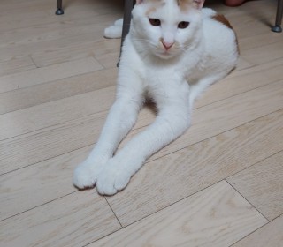 한국 고양이 무료분양