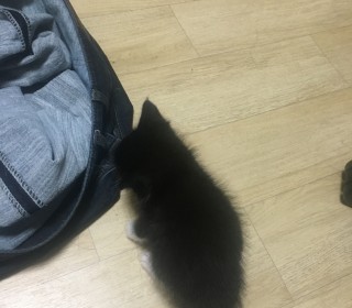 한국 고양이 무료분양