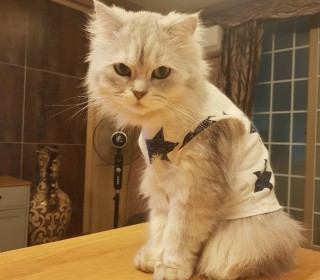 페르시안 무료분양
