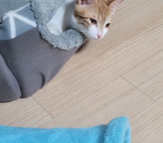 한국 고양이 무료분양