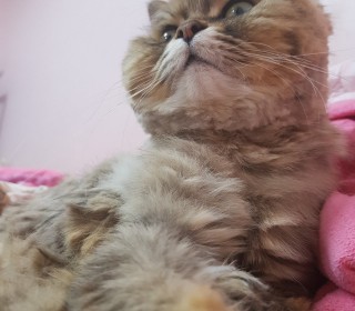 페르시안 무료분양