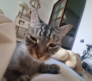기타 무료분양