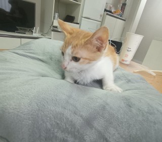 기타 무료분양