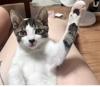 한국 고양이 무료분양