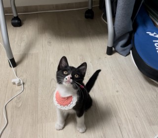 한국 고양이 무료분양
