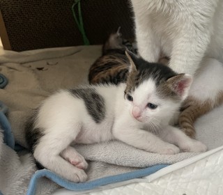 한국 고양이 무료분양