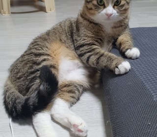 한국 고양이 무료분양