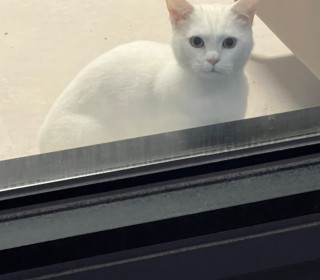 기타 무료분양